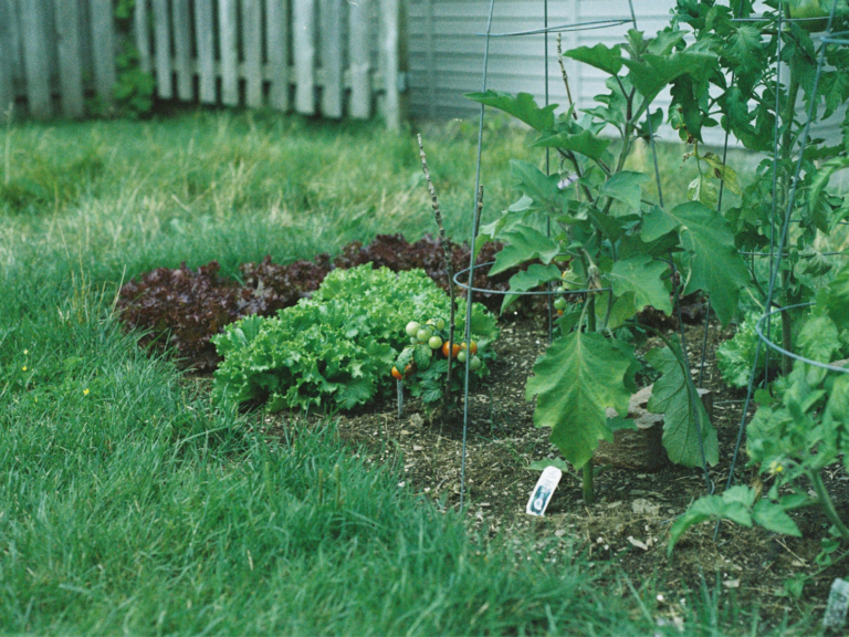 Organic Fertilizer Solutions