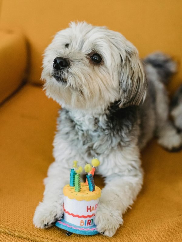 pexels-sam-lion-5732445